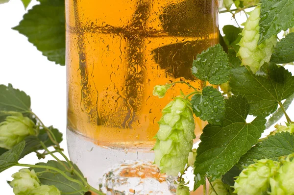 Bier Und Grüner Hopfen Zweig Grüne Hopfenblüten Frisches Bier — Stockfoto