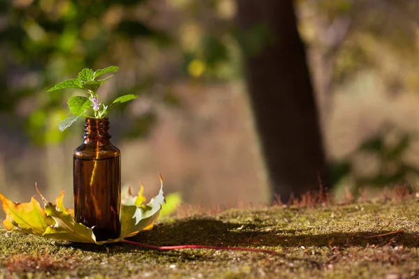 天然药物 棕色瓶和秋季 — 图库照片