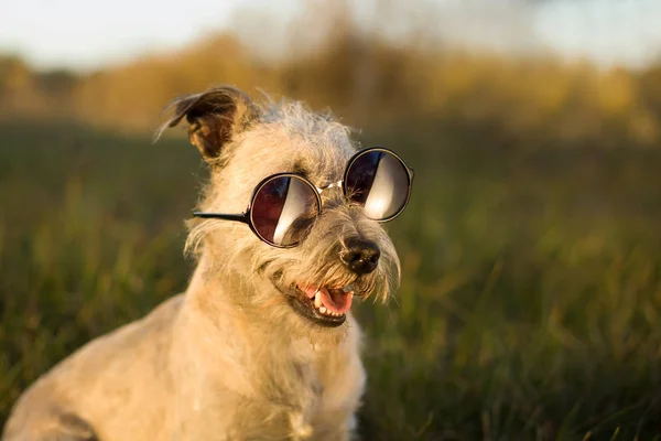 Zabawny Pies Okulary Pozowanie Park Zbliżenie Pies Noszenie Okularów — Zdjęcie stockowe