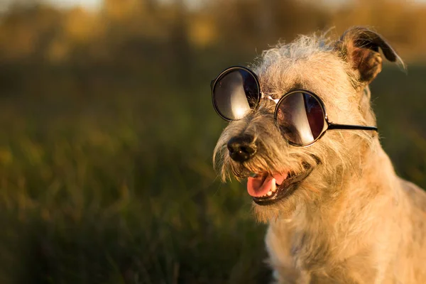 Crazy Funny Dog, wearing glasses. Close up of dog wearing eyeglasses.