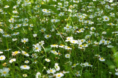 Yumuşak yeşil arka plan üzerinde beyaz ve sarı yumuşak renkler. 
