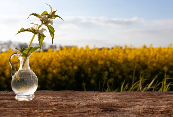 Brennnesselextrakt Natürliche Medizin Brennnesselkräuter Auf Einem Holztisch — Stockfoto