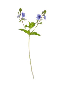 Beyaz zemin üzerinde ahşap vinç gagası (Geranium sylvaticum) izole.