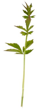 Beyaz arka planda yaban çiçekleri ve bitkiler