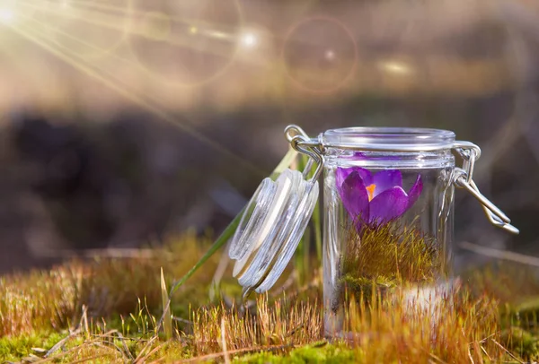 Concept Herbes Médicinales Naturelles Bouteilles Sur Fond Naturel Focus Sélectif — Photo