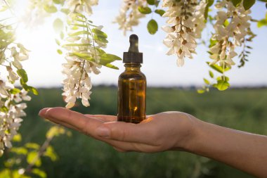 Robinia (sahte akasya) esaslı yağ (çare, özü) şişesi taze akasya çiçekleri ile