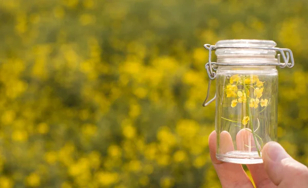 Rapeseed Concept Photo Space Text — Stock Photo, Image
