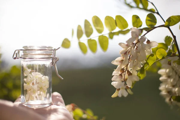 Robinia Falsa Acacia Aceite Esencial Remedio Extracto Botella Con Flores — Foto de Stock