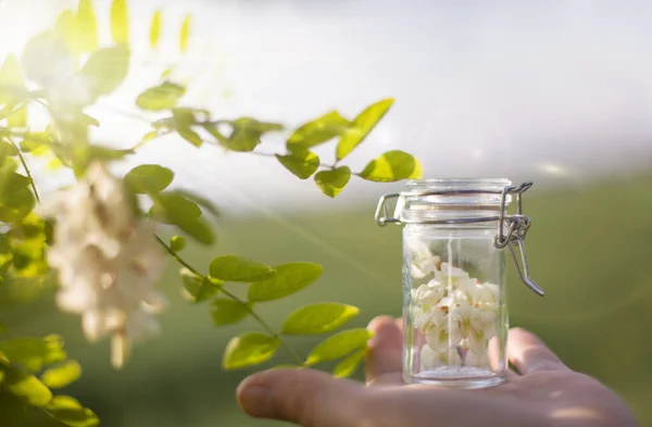 Aceite Esencial Flores Acacia Sobre Fondo Natural — Foto de Stock