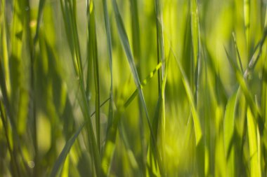 Yeşil çeltik yeşili çimenler tarlalara yakın