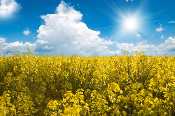 Gele Koolzaad Bloemen Veld Lente Achtergrond — Stockfoto