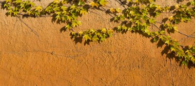 Grunge Wall arka planında yeşil yapraklı sarmaşık bitkisi - yatay afiş