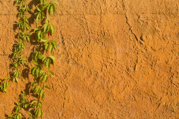 Ivy Eski Dokulu Sarı Bir Duvarda Büyüyor — Stok fotoğraf