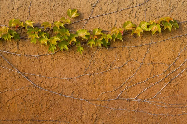 Eski Grunge Taş Duvarında Sarmaşık Yaprakları Arkaplanda Yeşil Yaprak Bitkisi — Stok fotoğraf