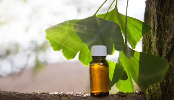 Extrakt Och Ginkgo Biloba Blad Kopiera Speace För Text — Stockfoto