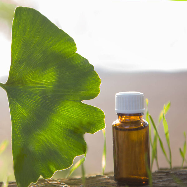 Extract and ginkgo biloba BIG leaves.