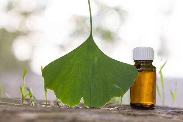 Medicinal herb ginkgo biloba. Healthy concept