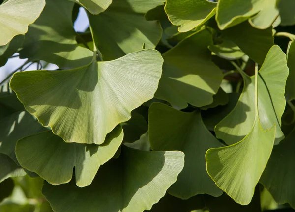 Ginkgo Biloba Hojas Verdes Árbol Hoja Ginkgo Verde — Foto de Stock