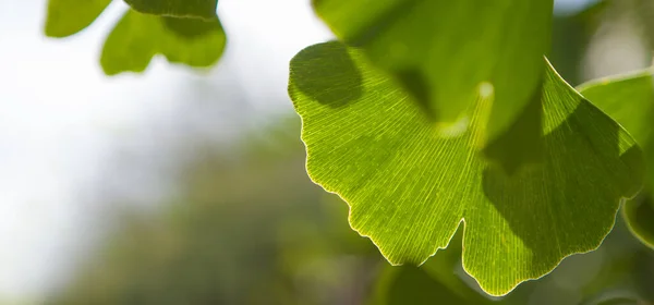 Υπαίθρια Φύλλα Ginkgo Biloba Θέση Για Κείμενό Σας — Φωτογραφία Αρχείου