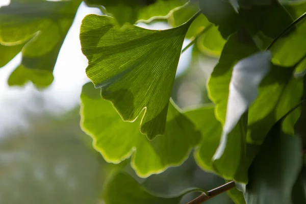 Hoja Ginkgo Baner Horizontal Copia Speace Para Texto — Foto de Stock