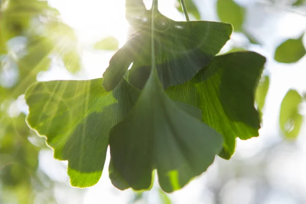 Fondo Hoja Ginkgo Con Espacio Copia Rayos Del Sol — Foto de Stock