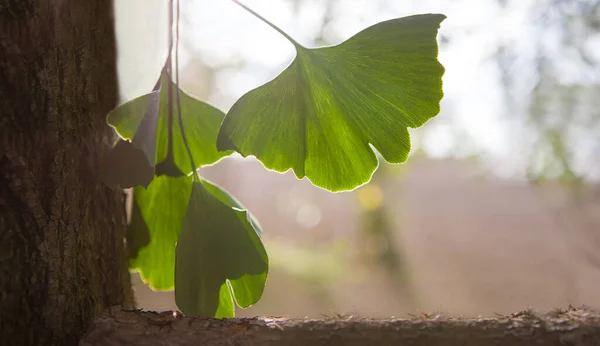 Hojas Ginkgo Verde Verano Banner —  Fotos de Stock