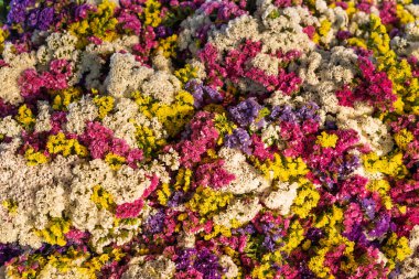 Renkli kurumuş staj çiçekleri yakın plan.