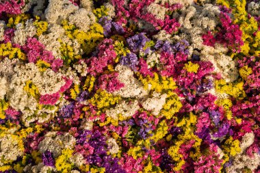 Kurumuş statik çiçeklerin yatay düzendeki renkli dokusu