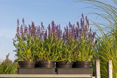 Rafa konmuş mor salvia bitkileri