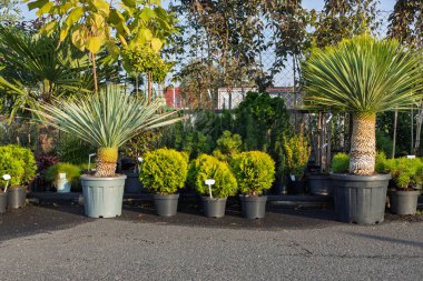 Yucca ve kozalaklı çalılar fidanlıklarda