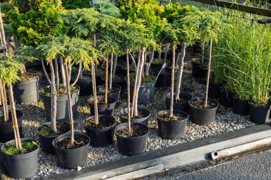 Siyah plastik kaplarda küçük kozalaklı ağaçlar