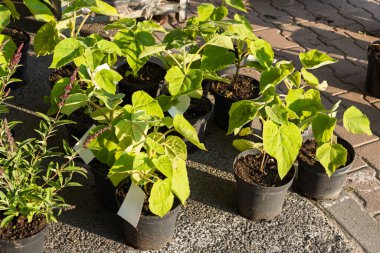 Siyah bahçe saksılarında genç yapraklı bitkiler