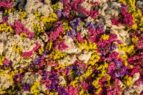 Kurumuş statik çiçeklerin yatay düzendeki renkli dokusu