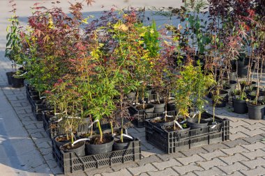 Bitki pazarında plastik sandıklarda genç dekoratif ağaçlar.