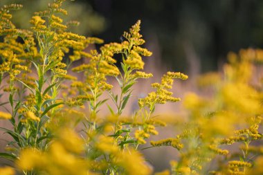 Yaz mevsiminde yumuşak arkaplanlı altın yapraklı bitkiler