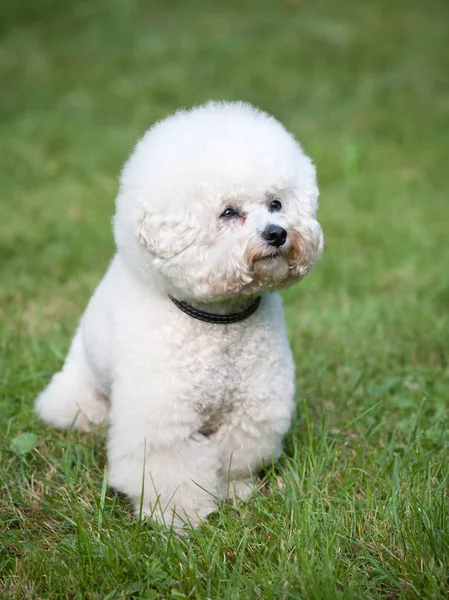 Bichon Fryzkiej Piękny Biały Pies Przed Zielonym Trawniku Ramki Pionowe — Zdjęcie stockowe