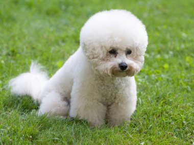 Bichon frize. Güzel beyaz köpek yeşil çim karşı. Yatay çerçeve.