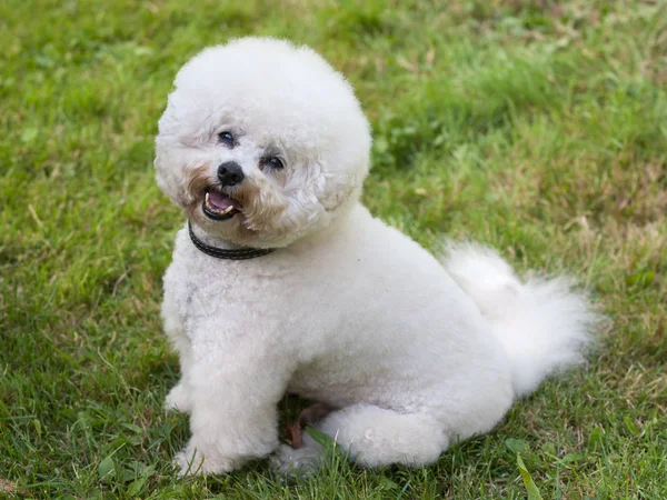 Bichon Frize Porträt Schöner Weißer Hund Vor Grünem Rasen — Stockfoto