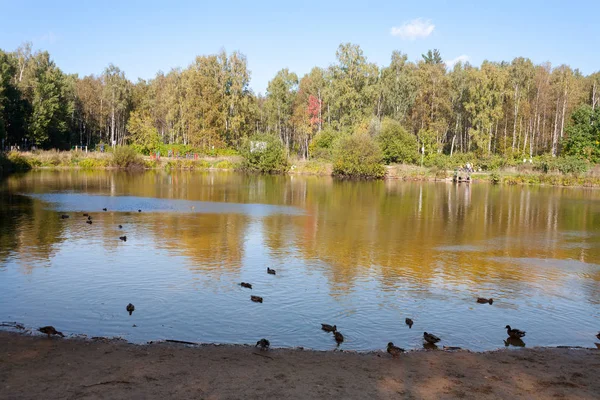 Moscou Russie Septembre 2018 Étang Wapitis Canards Arbres Dans Parc — Photo