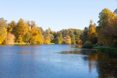 Moskova, Rusya - 11 Ekim 2018: Sarı ağaçlar ve Kuzminki park su birikintisi güneşli, sonbahar günü. Kuzminki Park Güney-Doğu idari bölgesi, Moskova'da bulunan.