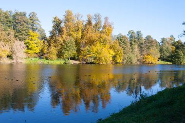 Moskova, Rusya - 11 Ekim 2018: Kuzminki park su birikintisi kıyısında güneşli, sonbahar gün sarı ağaçta. Kuzminki Park Güney-Doğu idari bölgesi, Moskova'da bulunan.