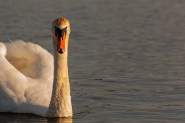 Harthill rezervuarında sessiz kuğu, Sheffield, İngiltere.