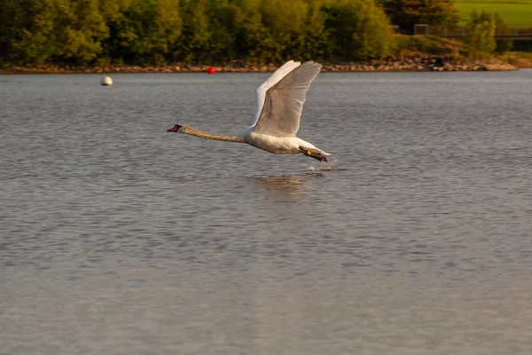 Mute Swan Harthill Ponds Taking Flying Lovely May Evening — Stock Photo, Image