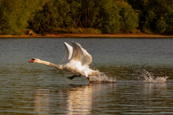 Cisne Mudo Los Estanques Harthill Despegando Volando Una Encantadora Noche —  Fotos de Stock