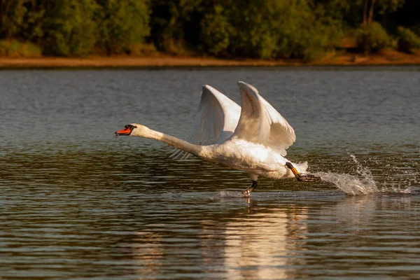 Cisne Mudo Los Estanques Harthill Despegando Volando Una Encantadora Noche —  Fotos de Stock