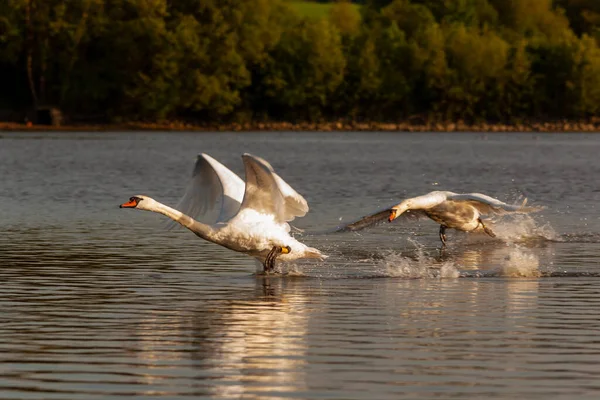 Cisnes Mudos Siendo Agresivos Luchando Estanques Harthill —  Fotos de Stock