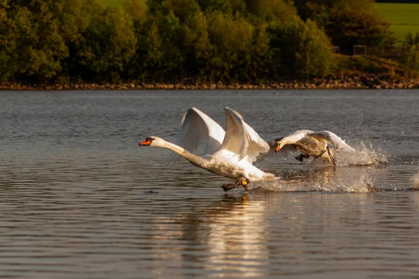 Cisnes Mudos Siendo Agresivos Luchando Estanques Harthill —  Fotos de Stock