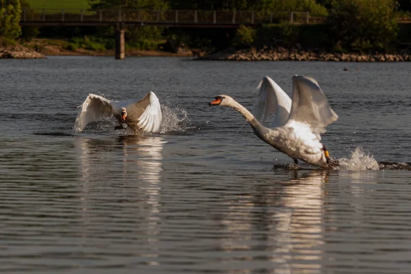 Cisnes Mudos Sendo Agressivos Lutando Lagoas Harthill — Fotografia de Stock