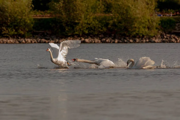 Cisnes Mudos Siendo Agresivos Luchando Estanques Harthill — Foto de Stock