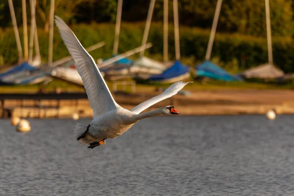 Mute Swan Harthill Ponds Taking Flying Lovely May Evening — Stock Photo, Image
